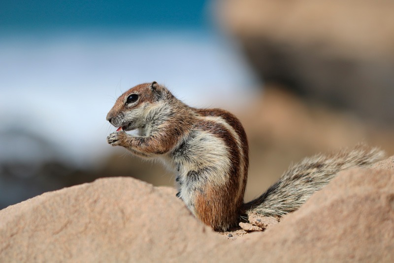 barbary-ground-squirrel