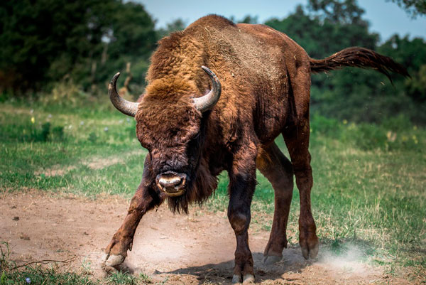 bison-european