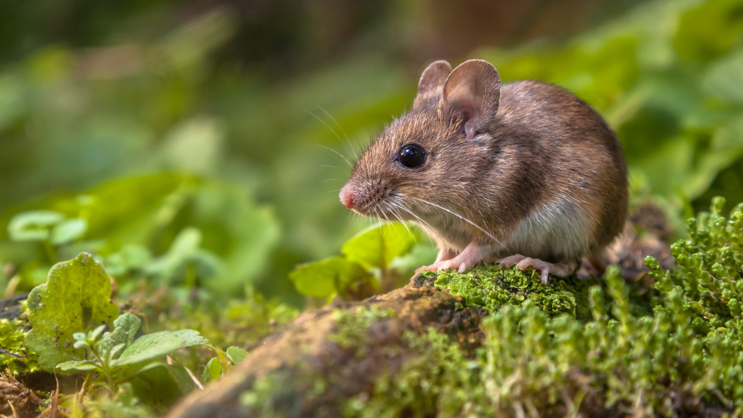 Wild Wood mouse (Apodemus sylvaticus) resting on a log on the forest floor with lush green vegetation