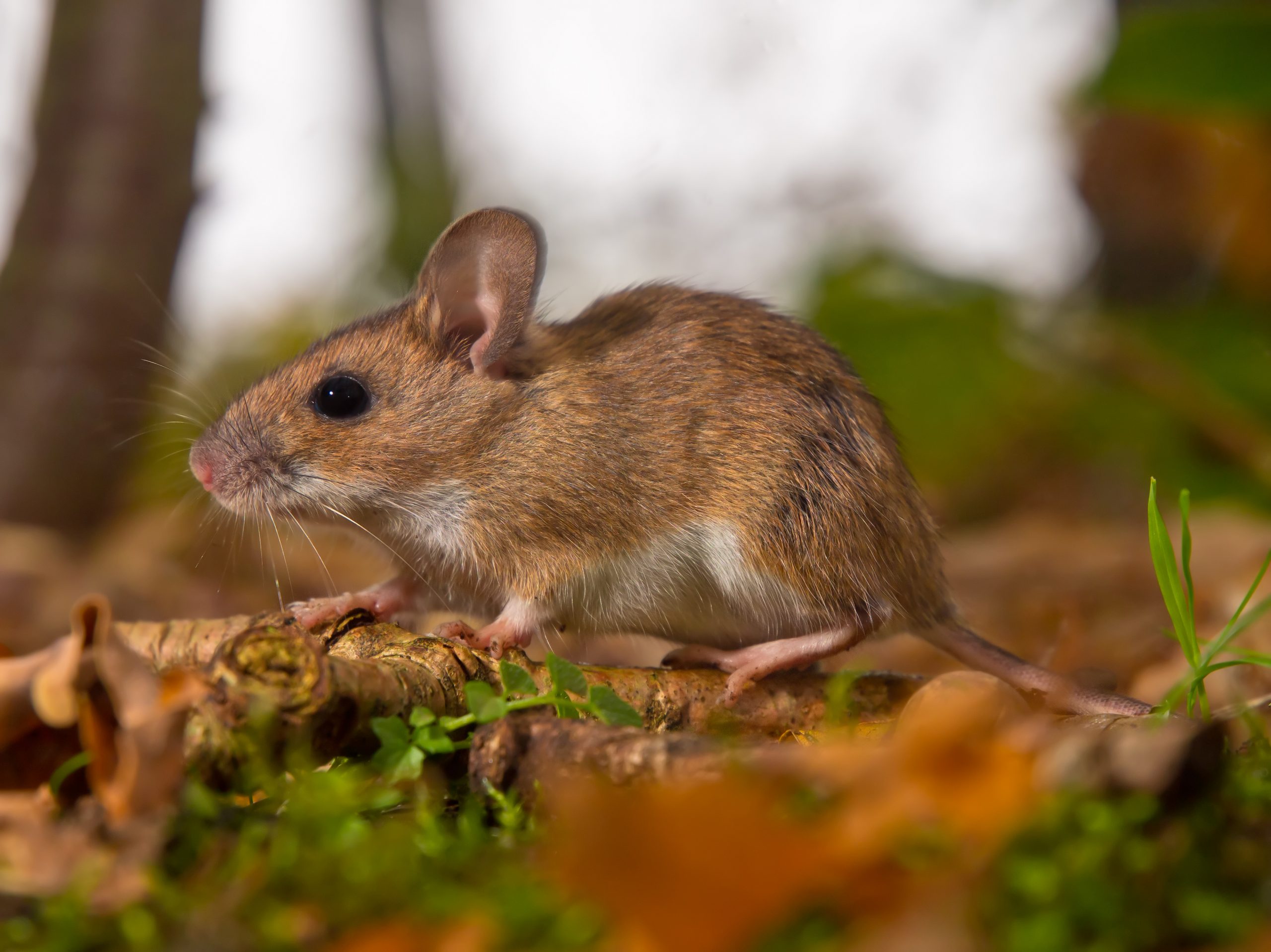yellow necked mouse on forest floor